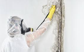 Erie, IL Mold Remediation Company